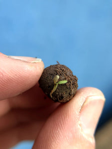 Seedball Tube - Herb